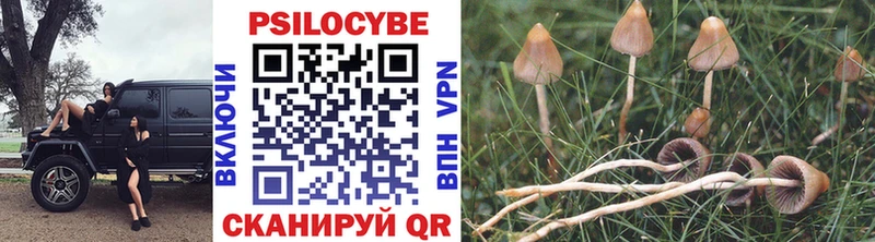 купить наркоту  Краснознаменск  блэк спрут   Псилоцибиновые грибы Magic Shrooms 